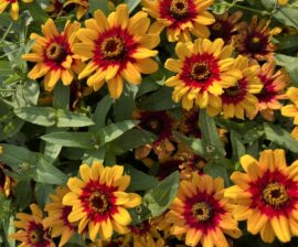 spiralanumereloratinse