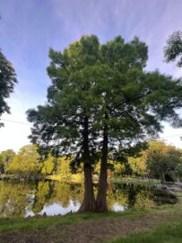 grosimeapamantului